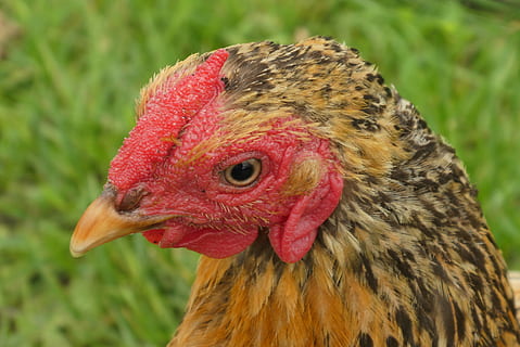 kuře, hlava, zobák, peří, venkovní, Příroda, oko, hoen, hospodařit, ptačí poloostrov, pták, zvířat, zvíře, jednoho zvířete, kuře - pták, domácí zvířata, obratlovců, domácí, hospodářských zvířat, detail, Červené, domácí mazlíčci, savec, zaměřit se na popředí, samčí zvíře, nikdo, den, zvířecí hlavy, venku, zobrazení profilu, zvířecí oko, 2K, CC0, veřejná doména, bez autorských práv