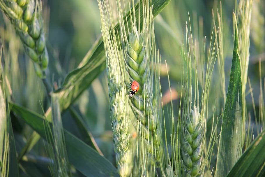 Weizen, Marienkäfer, Pflanze, Frühlingsgrün, Frühling, Grün, Natur, ein Tier, Tierthemen, Insekt, Gras, wirbellos, Tier, Käfer, Tiere in freier Wildbahn, Tierwelt, Ernte, Getreidepflanze, grüne Farbe, Nahansicht, Tag, Wachstum, Landwirtschaft, keine Leute, draußen, Grashalm, 5K