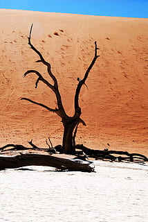 marró, marchit, arbre, envoltat, gris, sorra, desert, namibia, vlei mort, deadvlei, olla de fang, sequera, Àfrica, sec, mort, naturalesa, paisatge, duna de sorra, sossusvlei, escenics - natura, tranquil·litat, terra, clima, cap gent, escena tranquil·la, escena no urbana, planta morta, planta, bellesa a la natura, medi ambient, aigua, cel, clima àrid, fusta flotant, fusta, 4K, CC0, domini públic, lliure de regalies