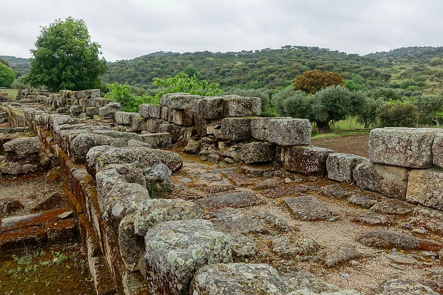 circondato, alberi merlati, muro di pietra, blocchi, rotto, antico, rovine, archeologia, storia, vecchia rovina, posto famoso, architettura, materiale lapideo, culture, il passato, antica civiltà, inca, vecchio, turismo, solido, albero, pianta, natura, cielo, nessuno, struttura costruita, destinazioni di viaggio, parete, giorno, all'aperto, luogo di culto, rovinato, storia antica, 4K