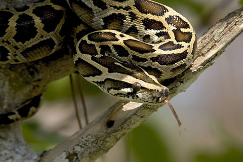 slange, træ gren, burmese python, træ, oprullet, dyreliv, everglades, florida, USA, krybdyr, natur, leder, afdeling, skalaer, camouflage, portræt, dyre temaer, et dyr, dyr, dyr i naturen, hvirveldyr, tæt på, dyr kropsdel, ingen mennesker, dag, giftig, dyre skala, advarselsskilt, skilt, dyr hoved, Zoo, udendørs, dyresmål, dyre mund, 1080P, CC0, offentligt domæne, royaltyfrie