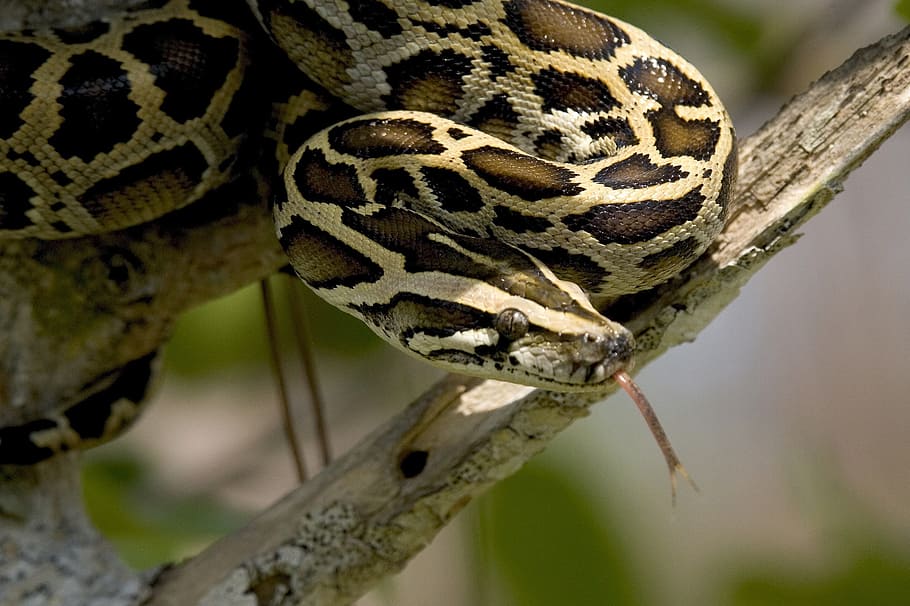 slange, træ gren, burmese python, træ, oprullet, dyreliv, everglades, florida, USA, krybdyr, natur, leder, afdeling, skalaer, camouflage, portræt, dyre temaer, et dyr, dyr, dyr i naturen, hvirveldyr, tæt på, dyr kropsdel, ingen mennesker, dag, giftig, dyre skala, advarselsskilt, skilt, dyr hoved, Zoo, udendørs, dyresmål, dyre mund, 1080P