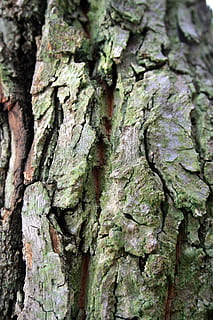 escorça d'arbre, escorça, arbre, tronc, textura, tint verd, pansa japonesa, tronc de l'arbre, aspre, primer pla, planta, fons, cap gent, marc complet, escorça de la planta, creixement, dia, material de fusta, patró, molsa, naturalesa, patró natural, duresa, a l'aire lliure, efecte texturat, liquen, 4K, CC0, domini públic, lliure de regalies