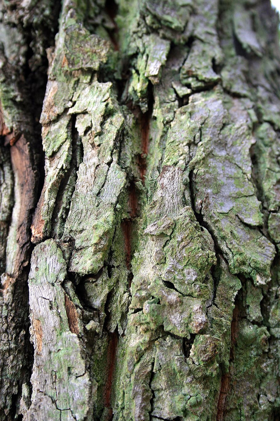 escorça d'arbre, escorça, arbre, tronc, textura, tint verd, pansa japonesa, tronc de l'arbre, aspre, primer pla, planta, fons, cap gent, marc complet, escorça de la planta, creixement, dia, material de fusta, patró, molsa, naturalesa, patró natural, duresa, a l'aire lliure, efecte texturat, liquen, 4K