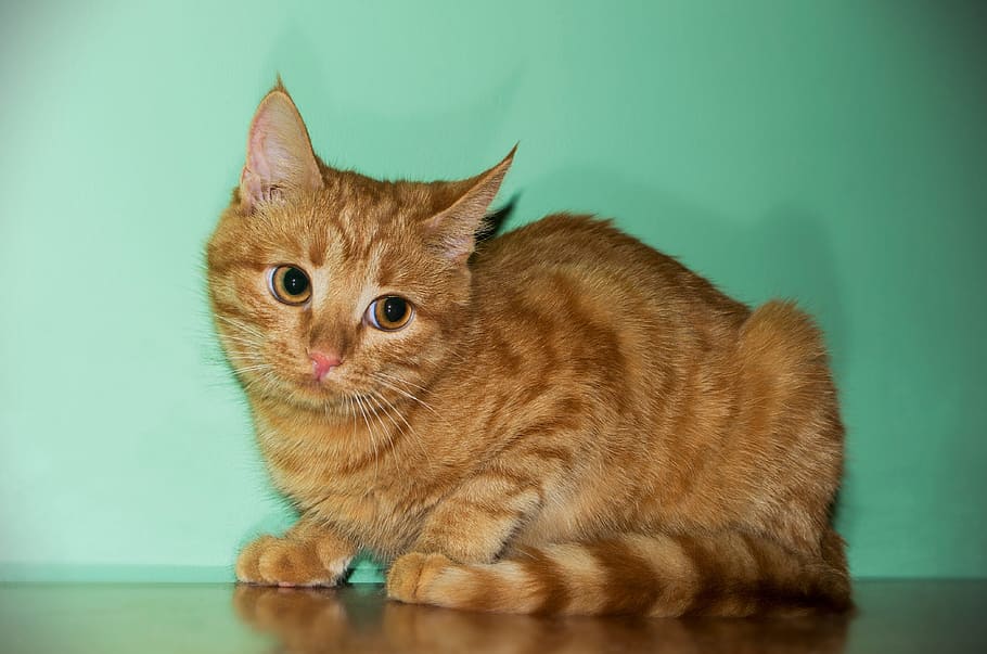 taronja, tabby, gat, al costat, paret de verdures, pèl vermella, mascota, mascotes, nacional, gat domèstic, animals domèstics, felí, temes d'animals, animal, mamífer, un animal, vertebrats, a l'interior, gat de gingebre, cap gent, bigotis, tir de l'estudi, mirant, marró, color taronja, fons de colors, cap d’animals, ull d’animals, 4K