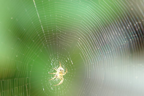 Spinnennetz, Spinne, Netzwerk, weben, isekt, Fall, Tierthemen, Tier, Zerbrechlichkeit, wirbellos, Spinnentier, Tierwelt, Tiere in freier Wildbahn, ein Tier, Nahansicht, Gliederfüßer, Insekt, Verletzlichkeit, Fokus auf den Vordergrund, keine Leute, Zoologie, Überleben, Natur, Schönheit in der Natur, Netz, Komplexität, draußen, Tierbein, konzentrisch, 2K, CC0, gemeinfrei, lizenzfrei