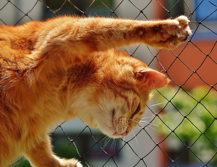 orange Tabbykatze, Katze, Gesicht, schließen, Aussicht, Augen, Porträt, adidas, Tierwelt, Tier, Gesicht Katze, Katzengesicht, süß, mieze, Hauskatze, Haustier, Kätzchen, Kopf, Ausdruck, Säugetier, Tierthemen, ein Tier, Haustiere, inländisch, katzenartig, Wirbeltier, Zaun, keine Leute, Nahansicht, Maschendrahtzaun, Grenze, Fokus auf den Vordergrund, Barriere, Natur, Tag, Whisker, rote Katze, Tierkopf, 4K