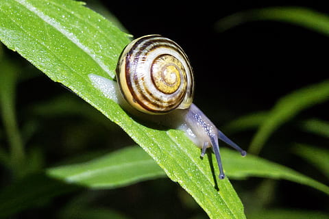 snegl, blad, makro, dyre temaer, dyr, dyreliv, hvirvelløse, et dyr, dyr i naturen, mollusk, plante del, tæt på, havsnegle, skal, grøn farve, dyr kropsdel, ingen mennesker, dyreskal, natur, plante, spiralformet, udendørs, kravle, 4K, CC0, offentligt domæne, royaltyfrie