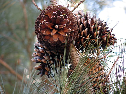 kottar, barrträd, granbarr, växt, tallskott, fokusera på förgrunden, närbild, tillväxt, dag, natur, skönhet i naturen, inget folk, torr, lugn, träd, blomma, brun, landa, utomhus, naturligt mönster, blommande växt, mönster, sårbarhet, tall, död växt, visade växter, torkades, 2K, CC0, offentligt domän, royaltyfria