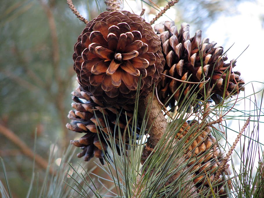 szyszki sosnowe, drzewo iglaste, igły sosnowe, roślina, Szyszka, skupić się na pierwszym planie, zbliżenie, wzrost, dzień, Natura, piękno natury, żadnych ludzi, suchy, spokój, drzewo, kwiat, brązowy, wylądować, na dworze, naturalny wzór, roślina kwitnąca, wzór, wrażliwość, sosna, martwa roślina, zwiędła roślina, wysuszony, 2K