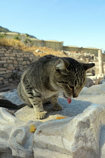 Katze, Truthahn, Säugetier, Tier, Tierthemen, katzenartig, ein Tier, Hauskatze, Wirbeltier, Haustiere, inländisch, keine Leute, Tag, Fokus auf den Vordergrund, Essen, Lebensmittel, Himmel, Natur, Essen und Trinken, Sonnenlicht, Whisker, Mund offen, Tiermund, 4K, CC0, gemeinfrei, lizenzfrei