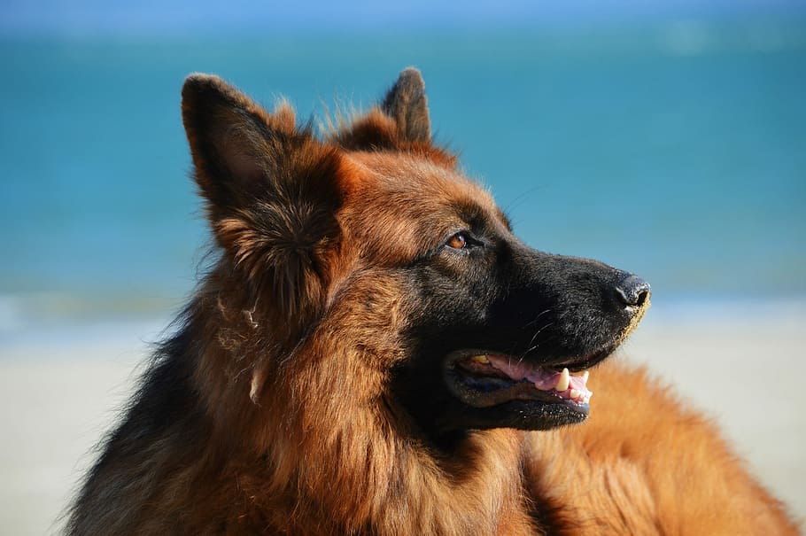 avvicinamento, foto, nero, rosso, Pastore tedesco, cane, animali domestici, animale, canino, all'aperto, cane di razza, pastore, carina, mammifero, spiaggia, cane da pastore, natura, Marrone, un animale, concentrarsi sulle conoscenze acquisite, mare, temi animali, domestico, analizzare, cercare, guardare, parte del corpo animale, vertebrato, guardando lontano, nessuno, testa di animale, giorno, ansimante, bocca animale, lingua animale, bocca aperta, vista profilo, 2K