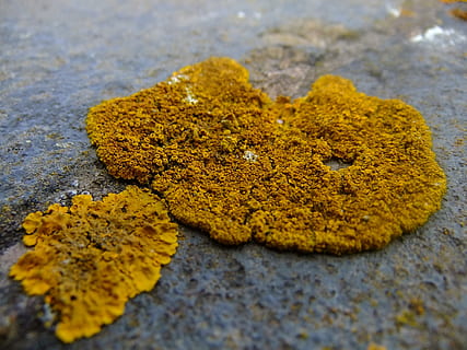 korstmos, muur, steen, microscopisch, geel, oranje, detailopname, geen mensen, focus op de voorgrond, dag, buitenshuis, selectieve aandacht, natuur, solide, getextureerde, mos, rots, stilleven, hoge hoekmening, blad, land-, rock - object, deel van de plant, schoonheid in de natuur, fabriek, 2K, CC0, publiek domein, royaltyvrij
