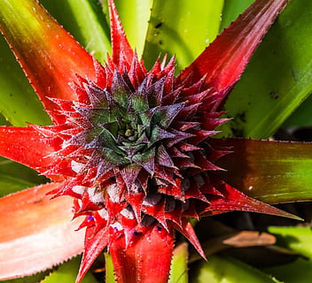 pinya jove, pinya, fruita, planta, creixement, primer pla, bellesa a la natura, vermell, naturalesa, frescor, cap gent, color verd, flor, planta amb flors, dia, planta suculenta, centrar-se en primer pla, cactus, fragilitat, part de la planta, vulnerabilitat, full, aloe, a l'aire lliure, cap de flor, sepal, 2K, CC0, domini públic, lliure de regalies