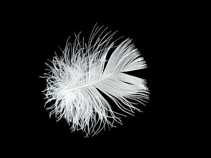 macro photography, white, feather, down, filigree, slightly, fluffy, lightweight, gentle, black background, vulnerability, fragility, studio shot, no people, close-up, beauty in nature, softness, nature, dandelion, flower, copy space, indoors, freshness, plant, flowering plant, dandelion seed, inflorescence, flower head, spiky, 4K, CC0, public domain, royalty free