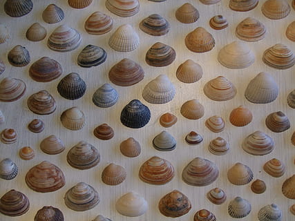 Muscheln, Strand, Meeresmuschel, große gruppe von gegenständen, Stillleben, Hintergründe, Vollbild, High Angle View, keine Leute, drinnen, Anordnung, Fülle, in einer Reihe, gestalten, braun, Muster, Sammlung, Seite an Seite, Essen und Trinken, Kreis, Wiederholung, Geometrische Figur, Auftrag, 2K, CC0, gemeinfrei, lizenzfrei