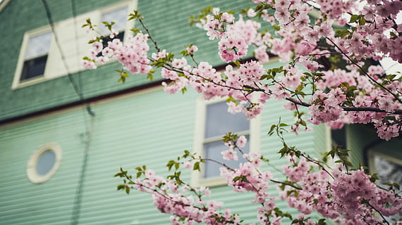 fotografia a macroistruzione, rosa, fiori, finestra, ciliegia, fiorire, accanto, verde, Casa, primavera, natura, albero, fiore, menta, fiore di ciliegio, pianta fiorita, pianta, crescita, colore rosa, esterno dell'edificio, struttura costruita, freschezza, architettura, fragilità, costruzione, bellezza nella natura, ramo, vulnerabilità, nessuno, giorno, all'aperto, ciliegio, testa di fiore, 5K, CC0, dominio pubblico, privo di copyright