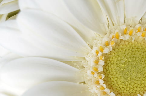 nærbillede foto, hvid, gerbera daisy blomst, gerbera, tæt, hvid, sommer, germini, sommer, blomstre, flor, blomster, blomst, hvid germini, romantisk, bud, grøn, natur, daisy, plante, tæt på, kronblad, makro, skønhed i naturen, enkeltblomst, gul, ingen mennesker, blomsterhoved, forår, friskhed, fuld ramme, blomstrende plante, blomsterstand, sårbarhed, skrøbelighed, hvid farve, pollen, vækst, baggrunde, 2K, CC0, offentligt domæne, royaltyfrie