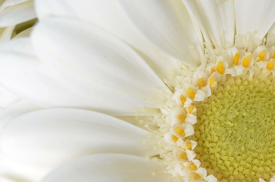 foto de primer pla, blanc, flor de margarida de gerbera, gerbera, tancar, blanc, estiu, germini, estiu, flor, florir, floristeria, germini blanc, romàntic, licitació, verd, naturalesa, margarida, planta, primer pla, pètal, macro, bellesa a la natura, flor única, groc, flors, cap gent, cap de flor, primavera, frescor, marc complet, planta amb flors, inflorescència, vulnerabilitat, fragilitat, Color blanc, pol·len, creixement, fons, 2K