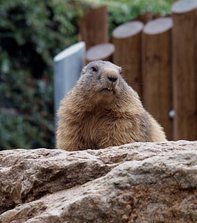 bever, tenner, utsikt, ikke se, dyr, dyre temaer, dyreliv, pattedyr, dyr i naturen, ett dyr, virveldyr, stein, rock-objekt, fast, ingen folk, gnager, dag, fokusere på forgrunnen, natur, utendørs, tre, selektiv fokusering, ser, nærbilde, værhår, 1080P, CC0, offentlig domene, opphavsrett gratis