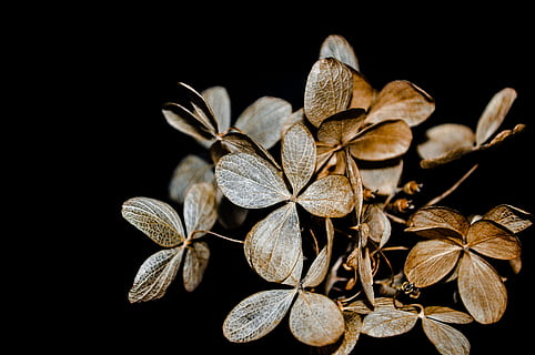 daun coklat, coklat, bunga petaled, hitam, Latar Belakang, hydrangea, daun bunga, alam, daun, menanam, merapatkan, latar belakang hitam, makro, warna hitam, bunga, tidak ada orang, di luar rumah, tembakan studio, fokus pada latar depan, tanaman berbunga, keindahan di alam, bagian tanaman, sekelompok besar objek, dalam ruangan, kesegaran, kepala bunga, kering, fokus selektif, menyalin ruang, kapulaga, 4K, CC0, domain publik, bebas royalti