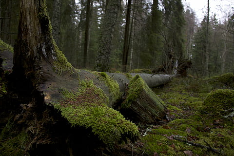 zelený strom, večer, les, mech, Příroda, strom, kmen stromu, scén, venku, borovice, klidné scény, rostlina, přistát, kufr, klid, nikdo, růst, krása v přírodě, den, mimoměstské scény, zelená barva, scenics - příroda, životní prostředí, kůra, borové lesy, jehličnatého stromu, deštný prales, 4K, CC0, veřejná doména, bez autorských práv
