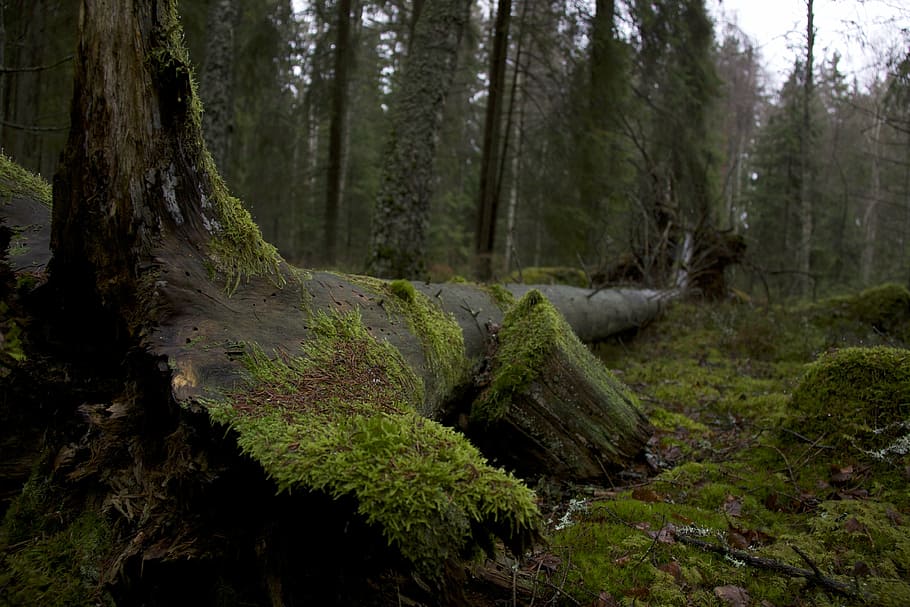 zelený strom, večer, les, mech, Příroda, strom, kmen stromu, scén, venku, borovice, klidné scény, rostlina, přistát, kufr, klid, nikdo, růst, krása v přírodě, den, mimoměstské scény, zelená barva, scenics - příroda, životní prostředí, kůra, borové lesy, jehličnatého stromu, deštný prales, 4K