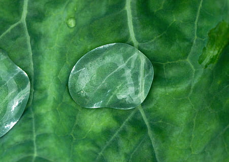 dråbe, ark, makro, natur, dråber, blade, rosa, efterår, dråber vand, plante, tæt på, regndråber, græs, parkere, vand, morgen, planter, regn, greens, Skov, grøn, grøn farve, blad, friskhed, direkte over, ingen mennesker, plante del, sund kost, fuld ramme, velvære, grøntsag, kål, mad, baggrunde, mad og drikke, bladvenen, udendørs, 5K, CC0, offentligt domæne, royaltyfrie