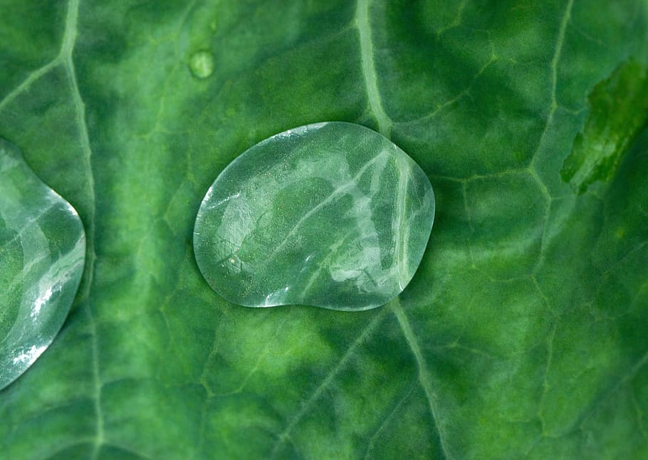 laten vallen, vel, macro, natuur, druppels, bladeren, rosa, herfst, druppels water, fabriek, detailopname, regendruppels, gras, park, water, ochtend-, planten, regen, groenten, Bos, groen, groene kleur, blad, versheid, recht boven, geen mensen, deel van de plant, gezond eten, volledig kader, welzijn, groente, kool, voedsel, achtergronden, eten en drinken, bladader, buitenshuis, 5K