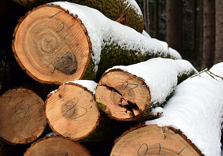 trestammer, vinter, snø, skog, trær, tre, kald, natur, snowy, vinterlig, stamme, brensel, tre laget, korn, struktur, rå, rustikk, stammer, lagdelte, skogarbeid, stablet, trebark, handle om, Logg, tømmer, avskoging, tømmerindustrien, tre - materiale, stable, drivstoff og kraftproduksjon, miljøspørsmål, fossilt brensel, stor gruppe gjenstander, ingen folk, overflod, heap, nærbilde, utendørs, vedstabelen, 5K, CC0, offentlig domene, opphavsrett gratis