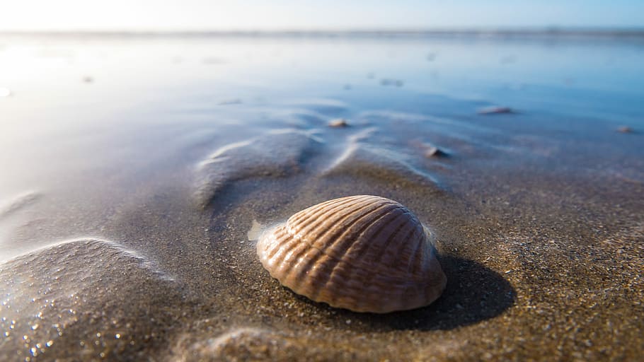 petxina, cos, aigua, selectiu, focalitzar la fotografia, marró, shell, rentat, a la costa, platja, sorra, mar, petxina de mar, oceà, cel, reflexió, estiu, wynand, wva poortvliet, leica, ijmuiden, el país, fauna animal, animal, naturalesa, terra, temes d'animals, closca d’animals, bellesa a la natura, animals a la natura, tranquil·litat, cap gent, dia, primer pla, la vida marina, a l'aire lliure, marí, nivell superficial, 4K