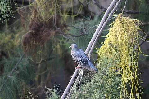 Taube, Baum, Freiheit, dom, Vogel, Tierwelt, Tiere in freier Wildbahn, Tierthemen, ein Tier, hocken, Tier, Wirbeltier, Pflanze, Ast, Natur, Fokus auf den Vordergrund, keine Leute, Tag, Wachstum, draußen, Schönheit in der Natur, grüne Farbe, Wald, Schnabel, 5K, CC0, gemeinfrei, lizenzfrei