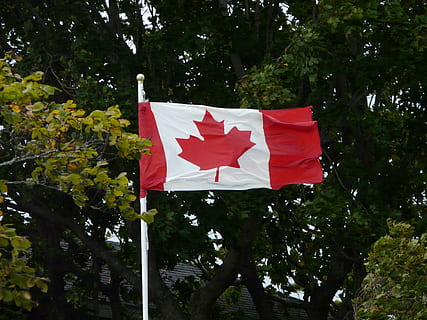 canada, flag, maple, tree, plant, red, day, nature, no people, patriotism, low angle view, growth, outdoors, leaf, green color, maple leaf, branch, emotion, environment, white color, 2K, CC0, public domain, royalty free