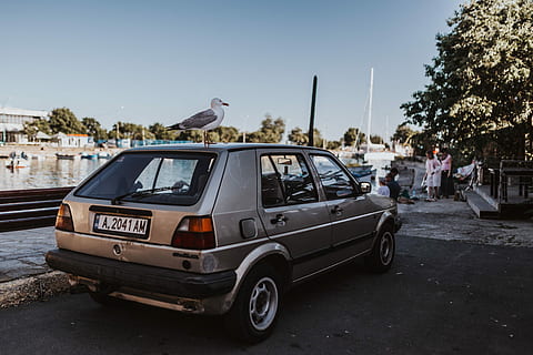 car roof, Seagull, car, roof, outdoor, bird, urban Scene, street, city, dirty, land Vehicle, day, animal themes, one animal, outdoors, no people, animals in the wild, transportation, vertebrate, mode of transportation, animal, animal wildlife, sky, motor vehicle, tree, nature, clear sky, architecture, road, 5K, CC0, public domain, royalty free