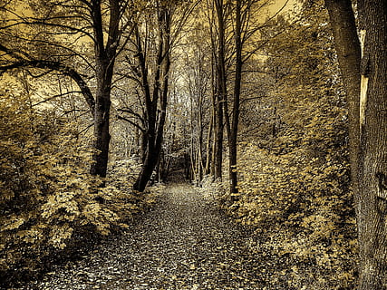 bruin, wit, weg, bomen, Bos, witte weg, weg tussen, boom, natuur, seizoenen, landschap, licht, effect, achtergrond, sepia, certificaten, trips, ontspanning, herfst, voetpad, bos-, buitenshuis, blad, seizoen, geen mensen, Vakantiebestemmingen, schoonheid in de natuur, enkele rijstrook weg, tak, landelijke scène, fabriek, richting, de weg vooruit, land-, kalmte, rustige scène, boomstam, romp, dag, groei, vuil, niet-stedelijke scène, kale boom, perspectief verminderen, verandering, spoor, 2K, CC0, publiek domein, royaltyvrij