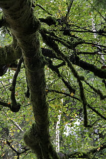 træ, under træet, mossetræ, plante, afdeling, træstamme, bagagerum, natur, vækst, dag, ingen mennesker, Skov, jord, udendørs, grøn farve, skønhed i naturen, ro, mos, lav vinkel visning, sollys, plante del, løv, træ baldakin, 5K, CC0, offentligt domæne, royaltyfrie