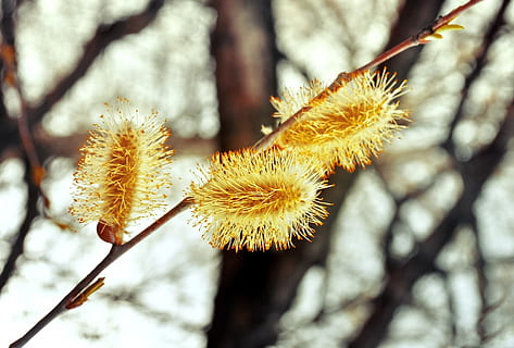 pil, blomster, påske, forår, fluffy, gul, plante, fokus på forgrunden, træ, natur, vækst, dag, skønhed i naturen, tæt på, friskhed, ingen mennesker, blomst, udendørs, sårbarhed, skrøbelighed, plantestamme, blomstrende plante, sollys, afdeling, fisse pil, 1080P, CC0, offentligt domæne, royaltyfrie