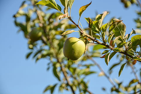 Apfel, Sommerfrucht, Obstbaum, Ast, Sommer-, Obst, Baum, Olivenbaum, Olive, Essen und Trinken, Landwirtschaft, Lebensmittel, gesundes Essen, Pflanze, Wachstum, Blatt, Frische, Pflanzenteil, grüne Farbe, Flachwinkelansicht, keine Leute, Nahansicht, Natur, Fokus auf den Vordergrund, Wohlbefinden, Himmel, draußen, reif, 5K, CC0, gemeinfrei, lizenzfrei