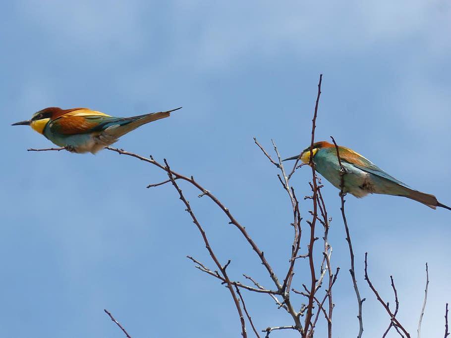 ocell, abellerol, merops apiaster, branca, colorit, animal, temes d'animals, vertebrats, grup d’animals, fauna animal, animals a la natura, dos animals, arbre, posat, cel, blau, arbre nu, cap gent, naturalesa, dia, cel clar, vista d’angle baix, planta, a l'aire lliure, 4K