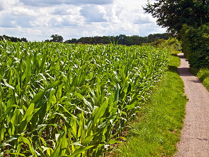 Feld, Acker-, Grün, Mais, Getreide, Landschaft, Natur, Landwirtschaft, Felder, Pflanze, Ernte, Korn, Umgebung, Himmel, Erde, Wachstum, grüne Farbe, Land, ländliche Szene, Ruhe, Schönheit in der Natur, wolke - himmel, ruhige Szene, keine Leute, Szenen - Natur, Tag, Baum, Bauernhof, draußen, Plantage, 2K, CC0, gemeinfrei, lizenzfrei