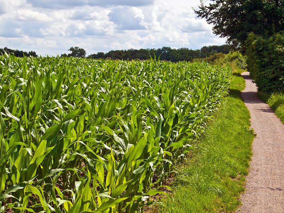 Feld, Acker-, Grün, Mais, Getreide, Landschaft, Natur, Landwirtschaft, Felder, Pflanze, Ernte, Korn, Umgebung, Himmel, Erde, Wachstum, grüne Farbe, Land, ländliche Szene, Ruhe, Schönheit in der Natur, wolke - himmel, ruhige Szene, keine Leute, Szenen - Natur, Tag, Baum, Bauernhof, draußen, Plantage, 2K