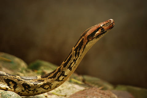 pythonas, gyvatė, ropliai, laukinės gamtos, odą, pythonas, gyvatė, viperis, zoologija, džiunglėse, laukiniai, vienas gyvūnas, gyvūnų gyvūnija, gyvūnų temos, gyvūnams, vabzdys, Iš arti, gyvūnas, stuburiniai, nėra žmonių, pobūdį, gyvūnų kūno dalis, nuodingas, sutelkti dėmesį į naujas žinias, ženklas, komunikacijos, įspėjamasis ženklas, gyvūnų skalė, dieną, lauke, atogrąžų miškai, 4K, CC0, Viešasis domenas, nemokamai