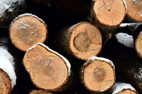 Baumstämme, Winter, Schnee, Wald, Bäume, Holz, kalt, Natur, schneebedeckt, winterlich, Stamm, Brennholz, Holz gemacht, Korn, Struktur, roh, rustikal, Belastungen, geschichtet, Waldarbeit, gestapelt, Baumrinde, Über, Bauholz, Log, Holzindustrie, Abholzung, Holz - Material, Baum, Stapel, Kraftstoff- und Stromerzeugung, fossiler Brennstoff, Vollbild, Umweltprobleme, Nahansicht, keine Leute, große gruppe von gegenständen, Hintergründe, draußen, Holzstapel, 5K, CC0, gemeinfrei, lizenzfrei