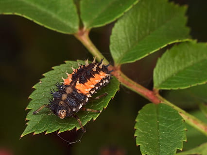 inseto, natureza, macro, parte da planta, folha, animal, temas animais, plantar, cor verde, um animal, animais selvagens, fechar-se, animais em estado selvagem, invertebrado, ninguém, crescimento, dia, focar em primeiro plano, ao ar livre, beleza na natureza, lagarta, borboleta - inseto, 2K, CC0, domínio público, royalty free