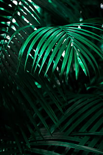 verde, linear, folheado, plantar, planta de folha verde, Folha verde, abstrato, origens, natureza, padronizar, cor verde, Palmeira, folha de palmeira, fronde, ninguém, folha, crescimento, parte da planta, fechar-se, noite, focar em primeiro plano, ao ar livre, beleza na natureza, árvore, clima tropical, quadro completo, foco seletivo, sai, 5K, CC0, domínio público, royalty free