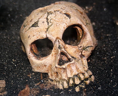 wit, schedel, zwart, oppervlakte, skelet, menselijk, halloween, verschrikking, spookachtig, dood, menselijke schedel, dood persoon, bot, menselijk skelet, detailopname, menselijk lichaamsdeel, menselijk bot, lichaamsdeel, enkel object, focus op de voorgrond, mensen, angst, stilleven, hoge hoekmening, 2K, CC0, publiek domein, royaltyvrij