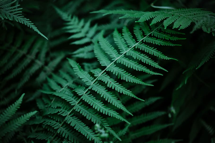 selettivo, foto di messa a fuoco, verde, pianta di felce, erba verde, foglia, felce, modello, le foglie, calma, buio, luce, giardino, natura, all'aperto, morbido, colore verde, parte vegetale, pianta, avvicinamento, crescita, nessuno, bellezza nella natura, sfondi, messa a fuoco selettiva, albero, Pino, foresta, fotogramma intero, giorno, fronda, Pinaceae, freschezza, albero di conifere, bosco di pini, ago - parte vegetale, foresta pluviale, foglia di palma, 5K