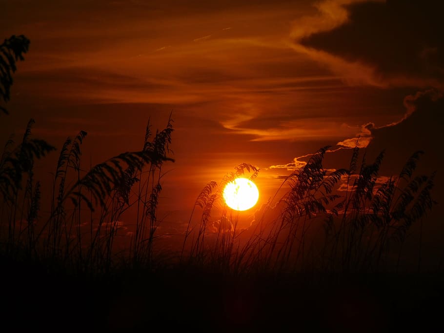posta de sol, tarda, cel, cel del capvespre, platja al vespre, llum solar, bellesa a la natura, color taronja, escenics - natura, sol, escena tranquil·la, núvol - cel, tranquil·litat, silueta, cap gent, idíl·lic, planta, naturalesa, cel dramàtic, a l'aire lliure, por, medi ambient, brillant, fosc, cel romàntic, 4K