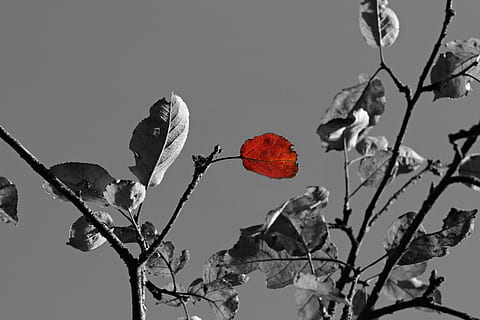 selective, photography, tree leaf, apple tree, tree, leaf, s w, autumn, autumn leaf, red autumn leaves, red, leaves, plant, nature, branch, low angle view, no people, beauty in nature, fruit, growth, plant part, healthy eating, sky, flower, freshness, outdoors, day, close-up, food and drink, 5K, CC0, public domain, royalty free