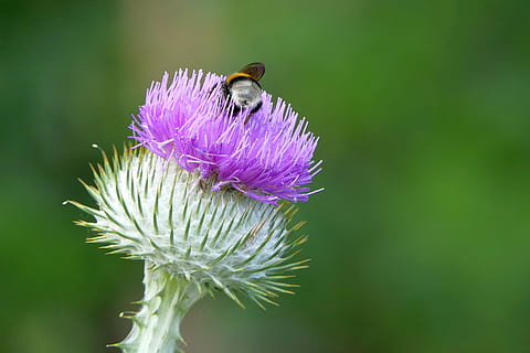 Zimmermann Biene, thront, lila, Blume, Nahaufnahmen, tagsüber, Distel, Insekt, Natur, Nahansicht, Pflanze, wirbellos, Tier, Tierwelt, Tiere in freier Wildbahn, ein Tier, Tierthemen, Schönheit in der Natur, blühende Pflanze, Biene, Zerbrechlichkeit, Verletzlichkeit, Blütenkopf, Frische, Blütenblatt, Bestäubung, keine Leute, draußen, Pollen, Hummel, 4K, CC0, gemeinfrei, lizenzfrei